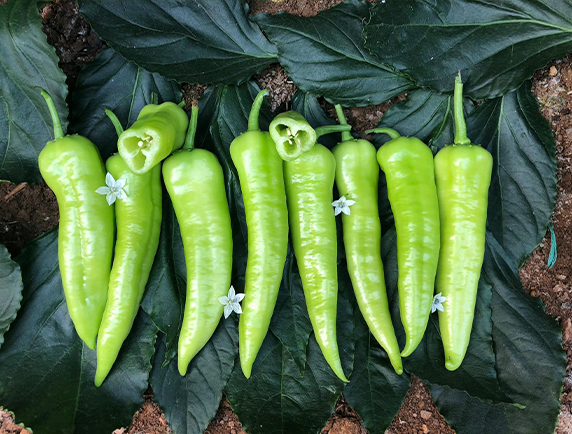 atmaca