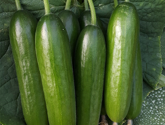 ipek