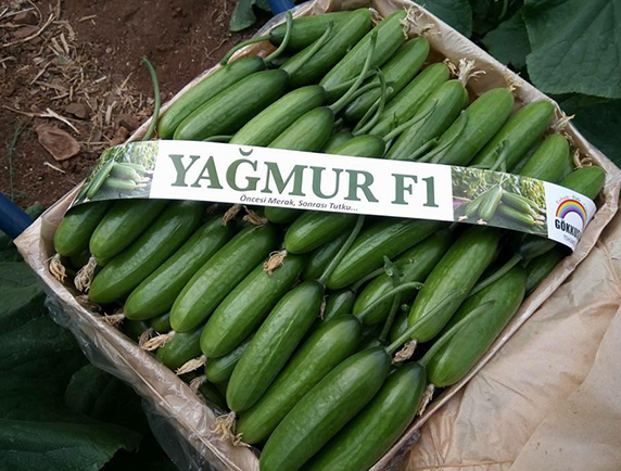 yagmur